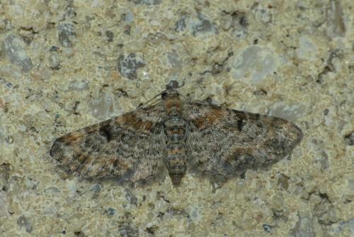 Eupithecia laquaearia